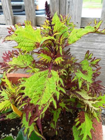 Coleus foliage and flower