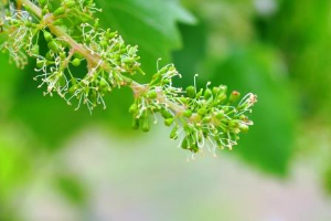 grape flowers