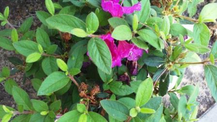 Azalea foliage